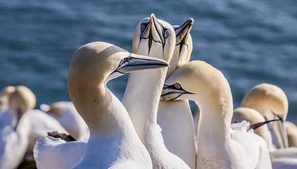 杏彩体育app-比利奇对国安阵容结构教满意 对改造已有初步想法