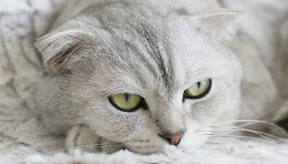 杏彩体育-WTA赛事命名朝ATP看齐 迈出合并的实质性第一步？