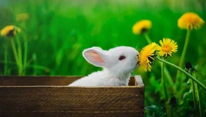 杏彩体育官网-德国悼念马拉多纳：他挨踢，他疼痛，但他总会站起来